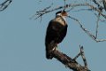 Crested Caracara 2014-01-26